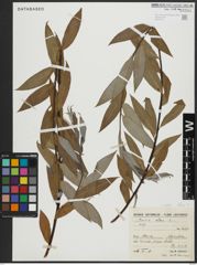 Foto von Salix alba subsp. alba L.